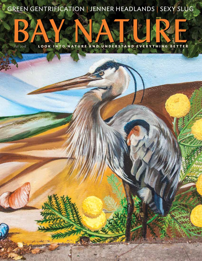 Product Description: Bay Nature Fall 2018