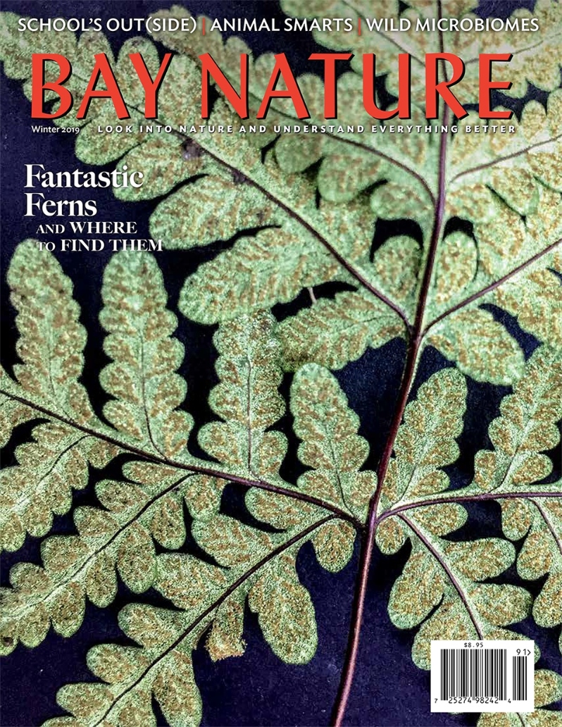 Product Description: Bay Nature's Winter 2019 issue covers California's pioneering attempt to teach environmental literacy in schools, corvid intelligence and conservation, scorpions and where to find them, and the East Bay hills by horse. Plus wildlife corridors for microbes, Northern California ferns, a seasonal illustrated almanac, and the National Climate Assessment.</br>Cover imagebyStephanie Penn</br> Bay Nature Winter 2019