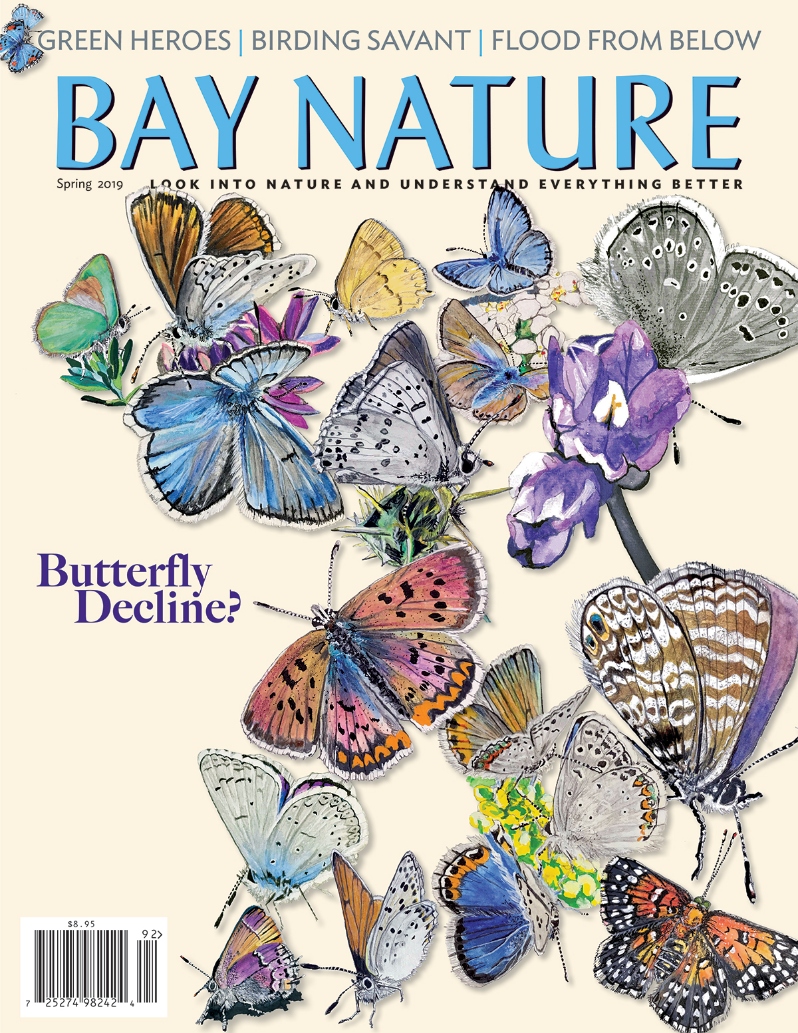 Product Description: Bay Nature's Spring 2019 issue covers the understudied problem of rising groundwater, the widely publicized insect decline and butterflies in Northern California, birding with a savant, and the Skyline Trail through the East Bay Hills. Plus migratory birds and climate change, wildflowers, and a seasonal illustrated almanac.</br>Cover illustration by Liam O'Brien</br> Bay Nature Spring 2019
