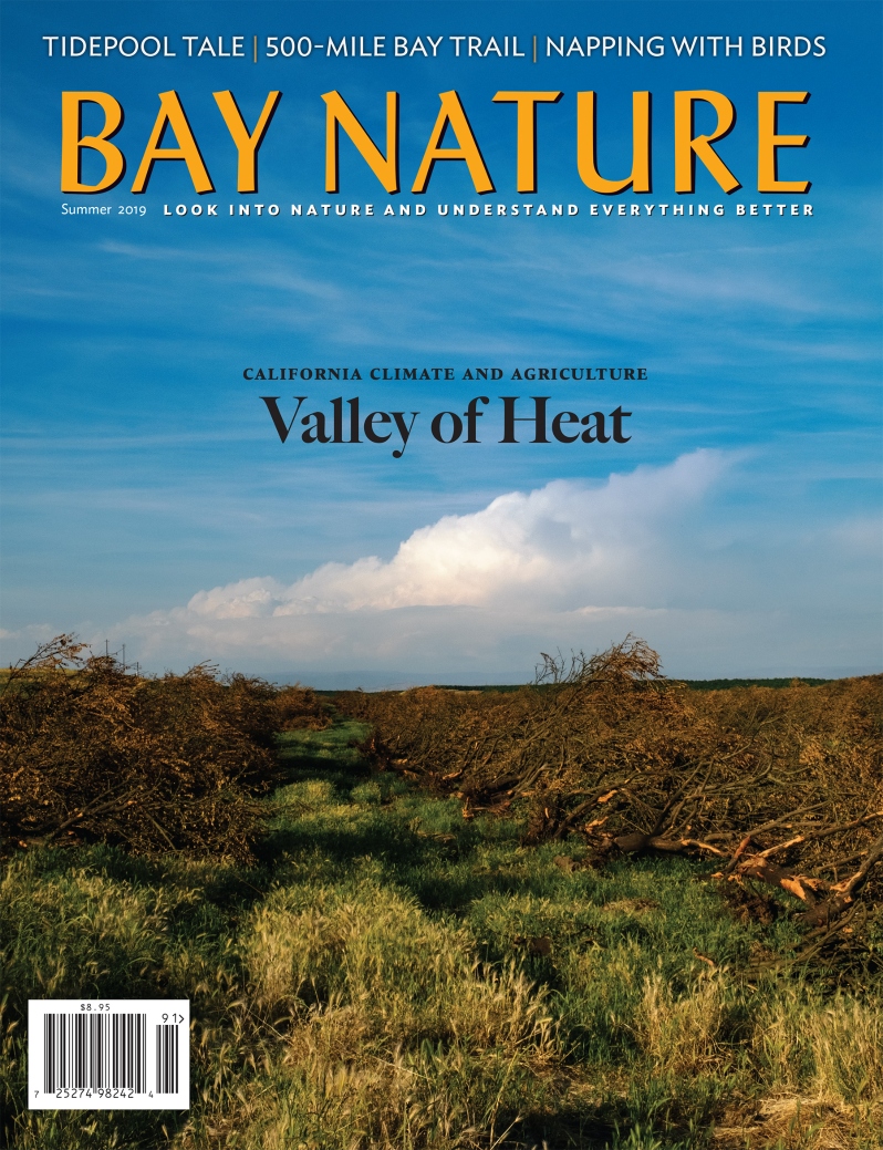 Product Description: Bay Nature's Summer 2019 issue brings a new look at the Central Valley in the era of global warming, a history of tidepool science, and how to nap with birds. Plus conservation and community, exploring the Bay Trail, Ridgway's rails, Castle Rock State Park, and a seasonal illustrated almanac.</br>Cover photo by Jonno Rattman</br> Bay Nature Summer 2019