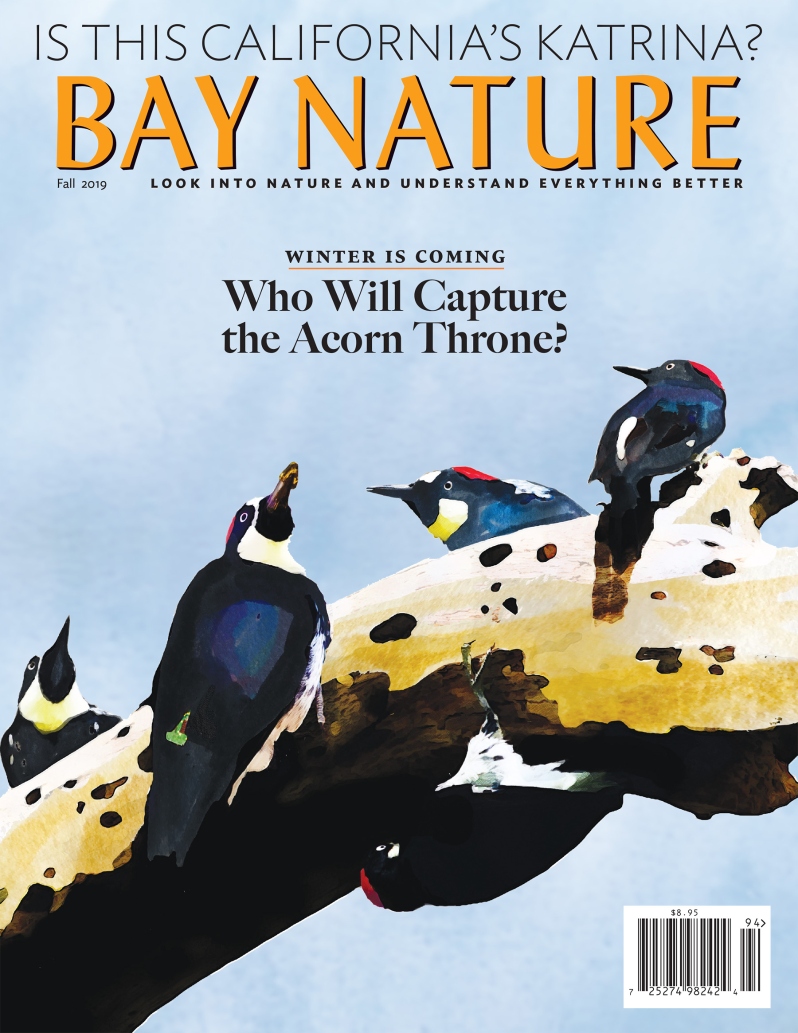 Product Description: Bay Nature's Fall 2019 issue brings an explanation of blue carbon, the 21st-century naturalists, and a tragicomedy of avian proportions. Plus conservation and community, exploring the East Bay Regional Park District, mining bees, what's in a name, and a seasonal illustrated almanac.</br>Cover illustration by Christopher Reiger</br> Bay Nature Fall 2019