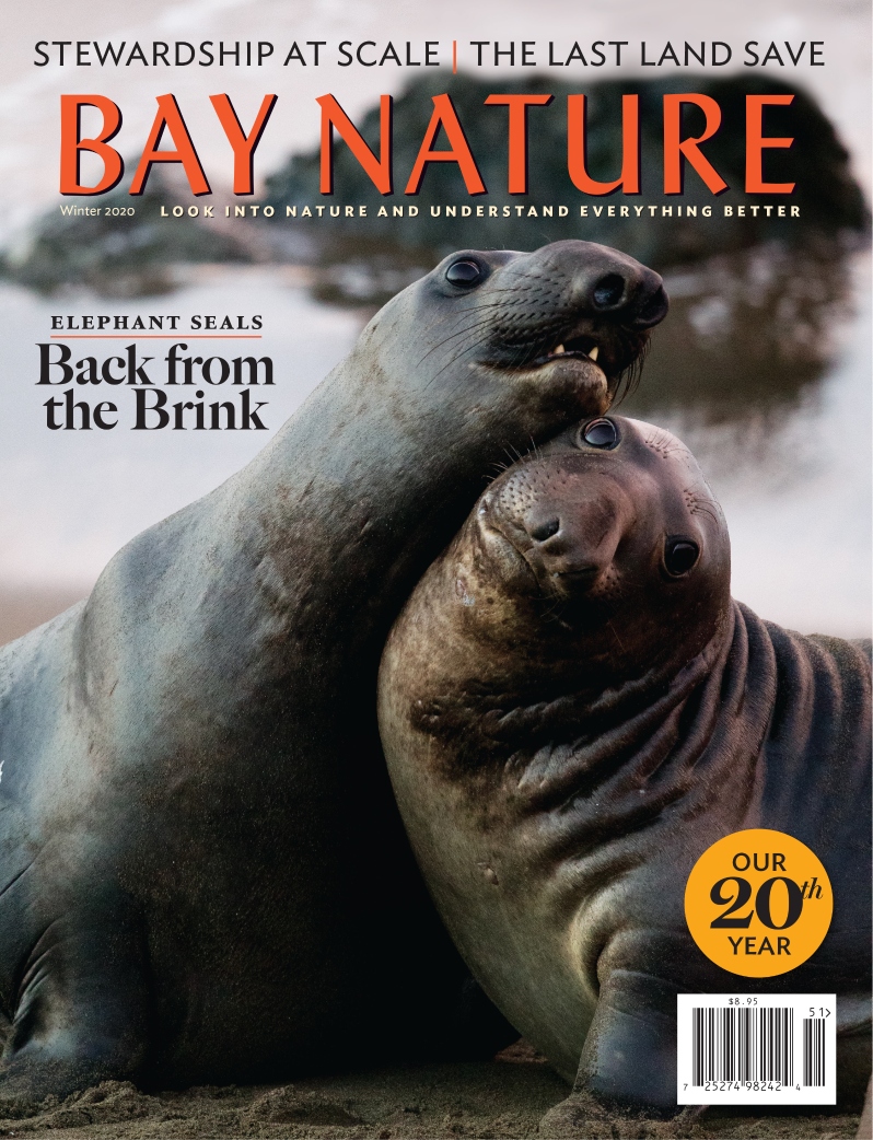 Product Description: Bay Nature's Winter 2020 issue marks the beginning of our 20th year of publishing, featuring rock star elephant seals, a remarkable land deal in Coyote Valley, a new approach to stewardship, geology in Las Trampas regional park, and more.</br>Cover photo by Jaymi Heimbuch</br> Bay Nature Winter 2020