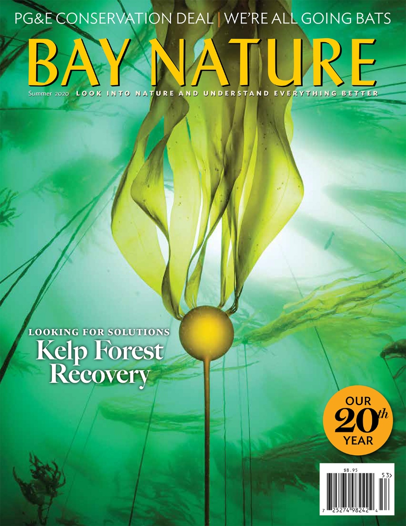 Product Description: Bay Nature's Summer 2020 issue explores different facets of time, from the rapid decline and slow recovery of California kelp forests to the long tail of PG&E's 2003 bankruptcy conservation deal to a 2.5 million-year-old tree that's only recently spread around the world.</br>Cover photo by Patrick Webster</br> Bay Nature Summer 2020
