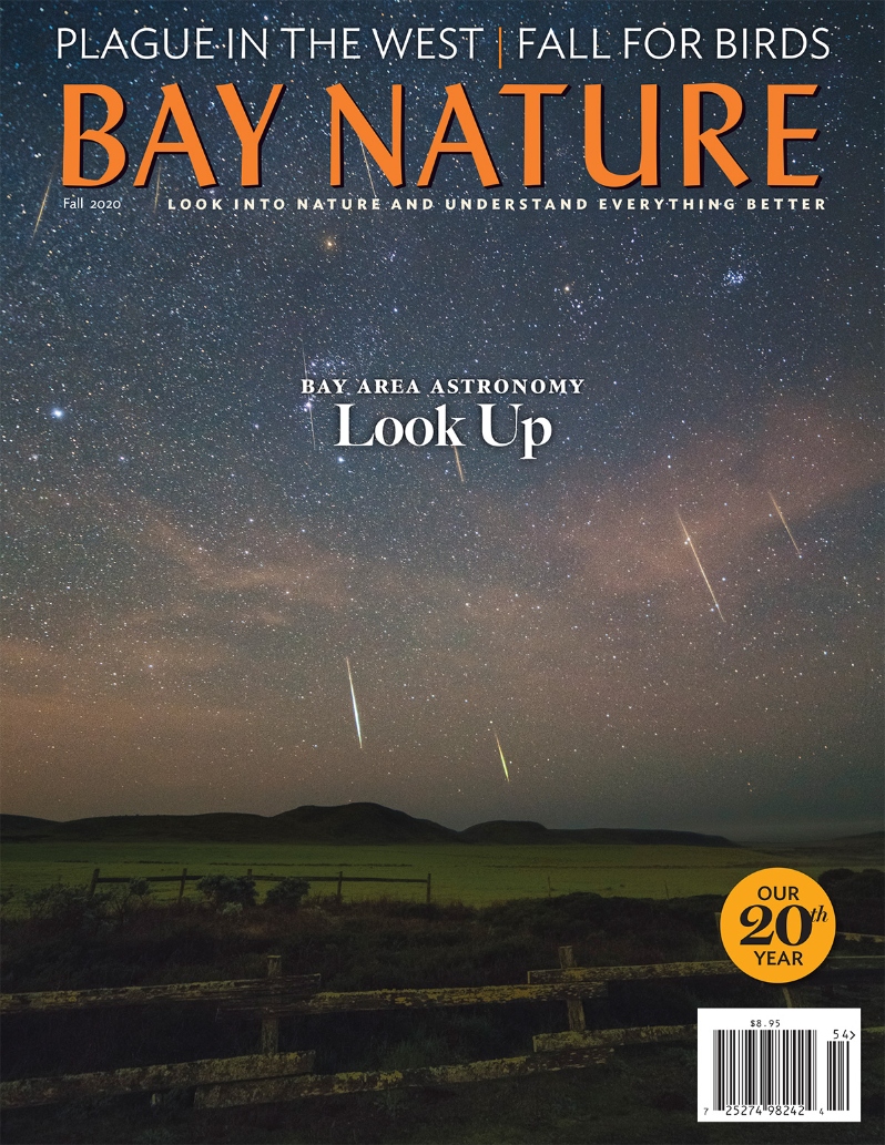 Product Description: Bay Nature's Fall 2020 issue explores birding through a tough year and the history of plague in the west. Also: fall astronomy in the Bay Area, Marsh Creek, San Francisco Bay restoration, and anemone immortality.</br>Cover photo by Marsha Kirschbaum</br> Bay Nature Fall 2020