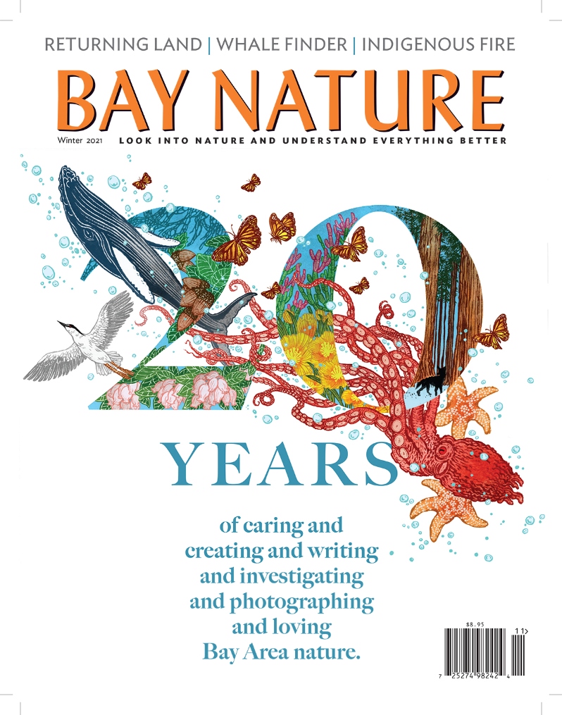 Product Description: Bay Nature's Winter 2021 issue represents our 20th year of publication. The issue covers Indigenous fire, rare manzanitas, Tilden birders, land repatriation, and more.</br>Cover imagebyYuko Shimizu</br> Bay Nature Winter 2021
