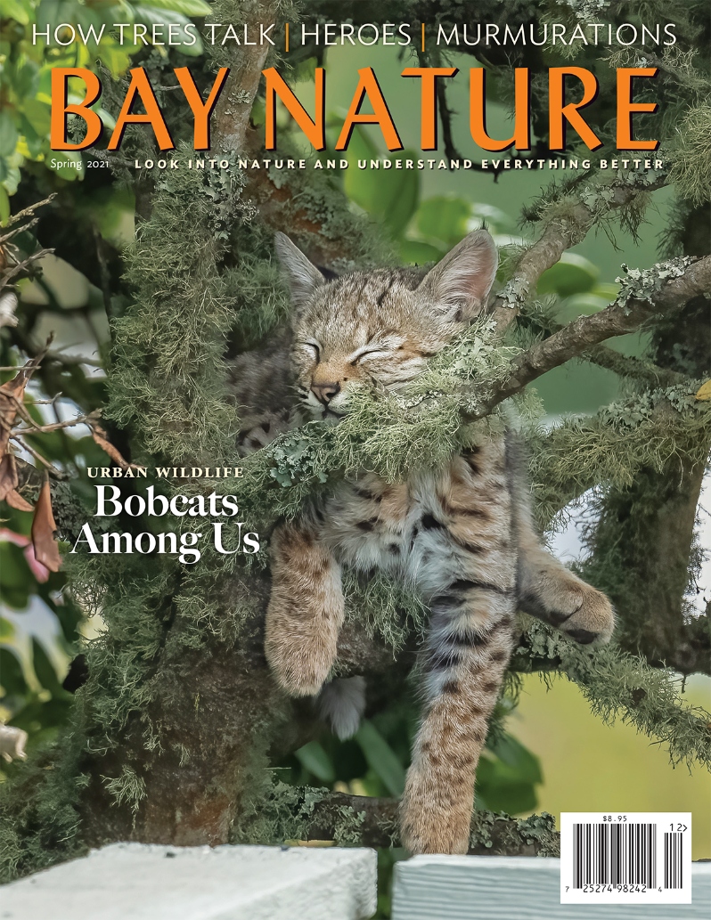Product Description: Bay Nature's Spring 2021 issue covers the science of tree communities, local heroes, bobcats, responsible tidepooling, pygmy forests, and more.</br>Cover imagebySarah Killingsworth</br> Bay Nature Spring 2021