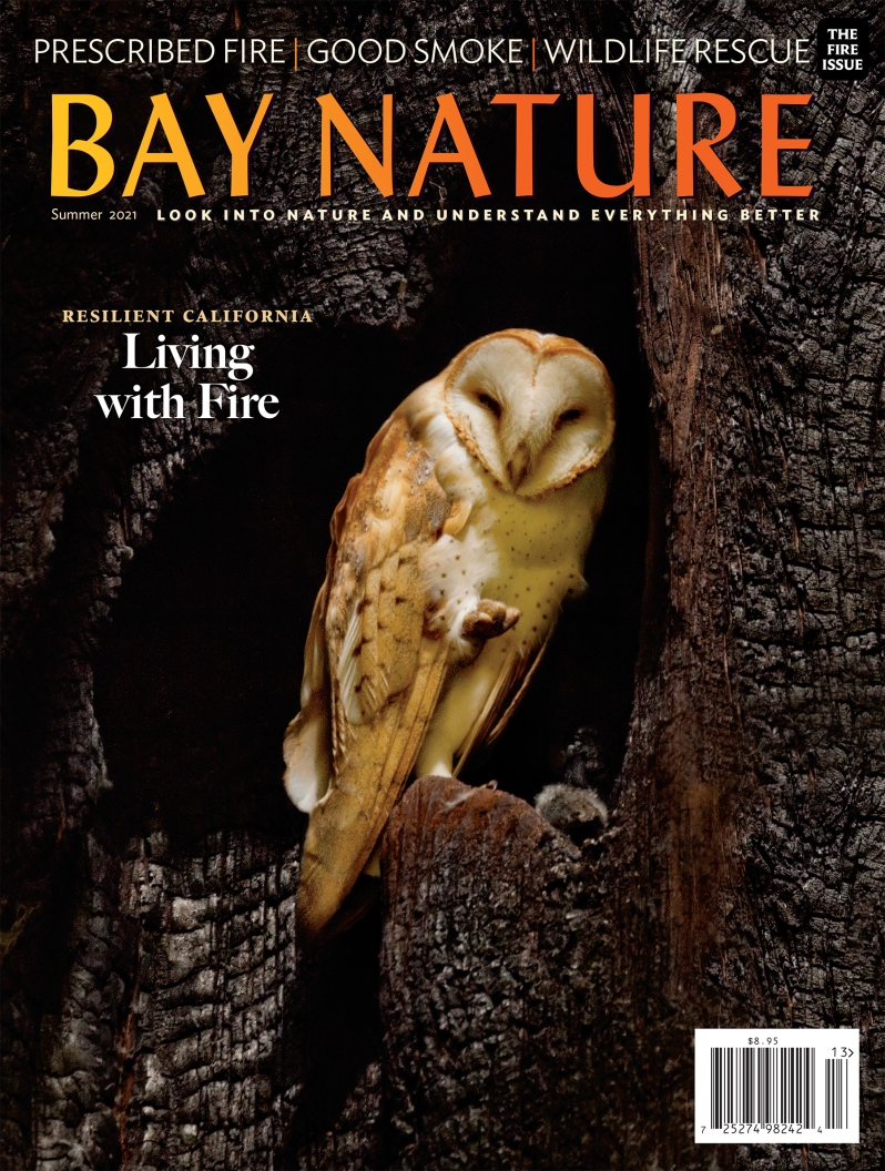 Product Description: Bay Nature's Summer 2021 issue covers fire, and some of the many ways it touches human and wild lives in California. Cover photo by Todd Pickering</br> Bay Nature Summer 2021