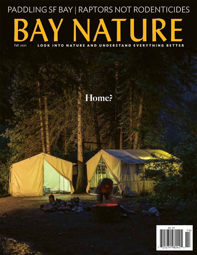 Product Description: Bay Nature's Fall 2021 issue covers the way the West's housing affordability crisis has led to increased pressure on public land, and a new natural approach to pest control in vineyards; explores the Bay Water Trail, Giant Marsh, and the Ellen Reid SOUNDWALK in Golden Gate Park; and studies feathers, sand dollars, and clouds.</br> Bay Nature Fall 2021
