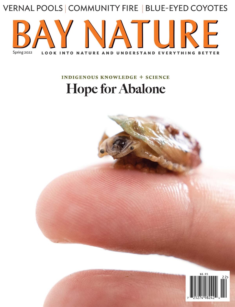 Product Description: Bay Nature's Spring 2022 issue follows the new community movement to increase controlled burns; explores the limits of the Argentine ant; and connects the past, present and future of abalone in California. Plus our local hero awards, a long hike along Wildcat Creek, blue-eyed coyotes, vernal pools, color-changing lupines, and more.</br></br>Cover photo by Oriana Poindexter</br> Bay Nature Spring 2022