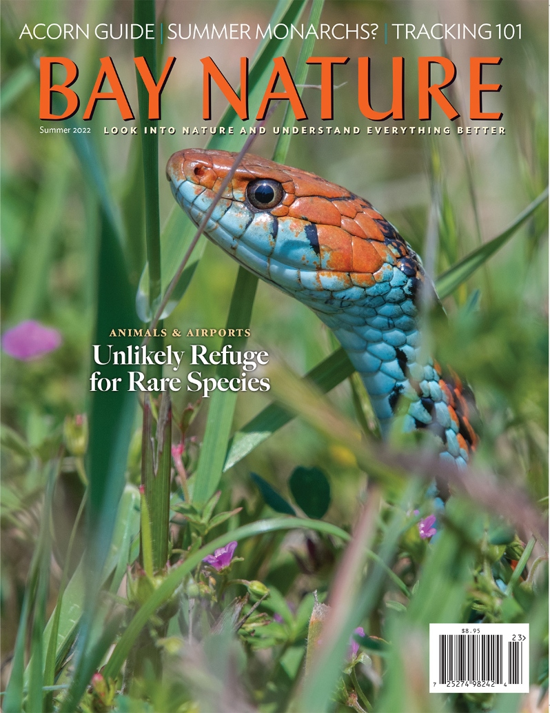 Product Description: Bay Nature's Summer 2022 issue offers up summer reads: the saga of the wildlife at an airport; the long life of a beloved oak tree; the world of an abundant acorn year; and the profanity-loving Oaklander who's on a mission to make botanists of the internet. Plus monarch butterflies, landscape art from within, animal tracking 101, a guide to dolphins and porpoises of the Bay, and more.</br> Bay Nature Summer 2022