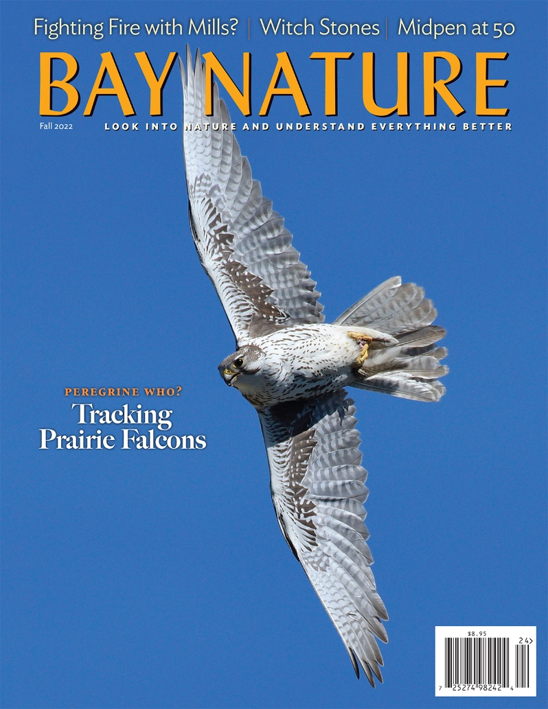 Product Description: In Fall 2022, Bay Nature delves into the supply chain problem keeping California from preventing wildfires; who’s making those rocks at the beach with perfect holes in them; and how tiger salamanders and trout tell us about East Bay habitat health. Plus, the three skippers to learn first, an Ask the Naturalist swan song, spiderweb decorations, and more.</br> Bay Nature Fall 2022