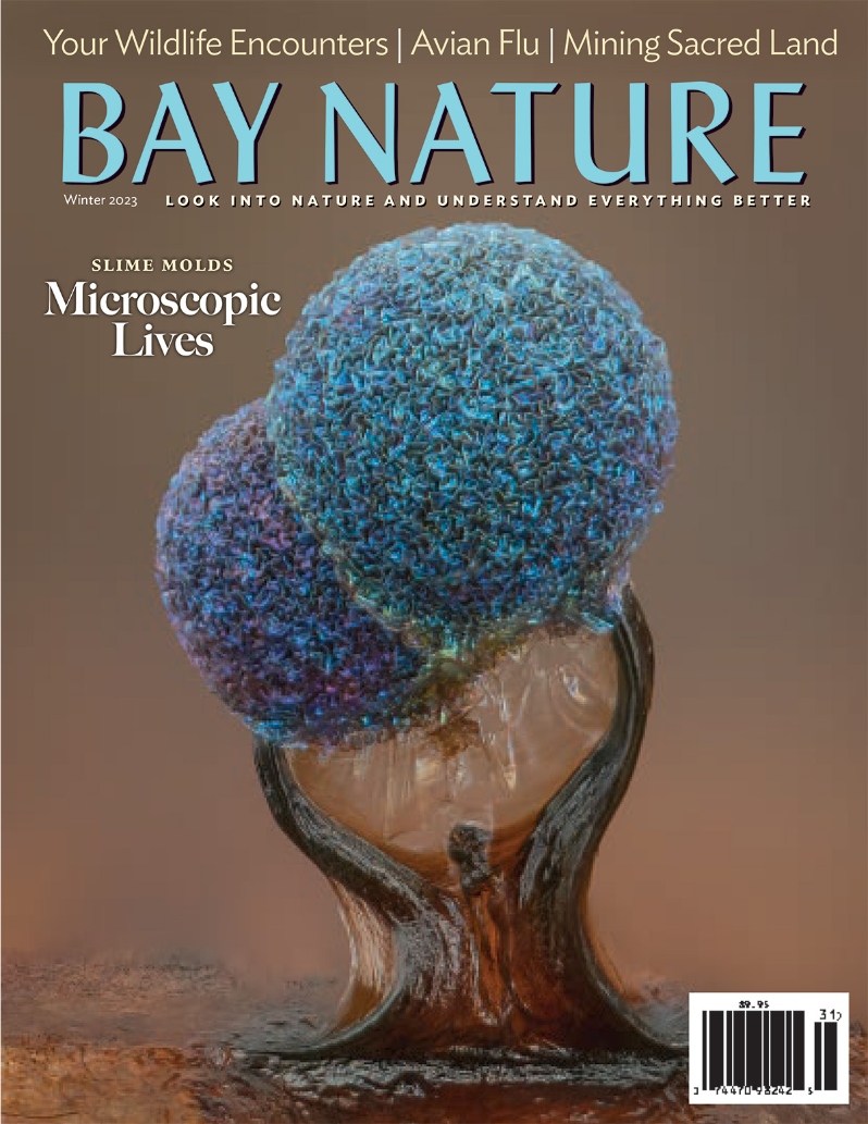 Product Description: In Winter 2023, Bay Nature delves into California's ambitious 30x30 goal to conserve the state's habitat and biodiversity; the avian pandemic that's sweeping through local bird populations; and what it takes for a tribe to prove a land is sacred, in a fight to stop a mine. Plus, the lifestyles of slime molds, how to tell time with thrushes, gorgeous photos from Monterey Bay, and reader-submitted wildlife encounters.</br></br>Cover by Alison Pollack.</br> Bay Nature Winter 2023