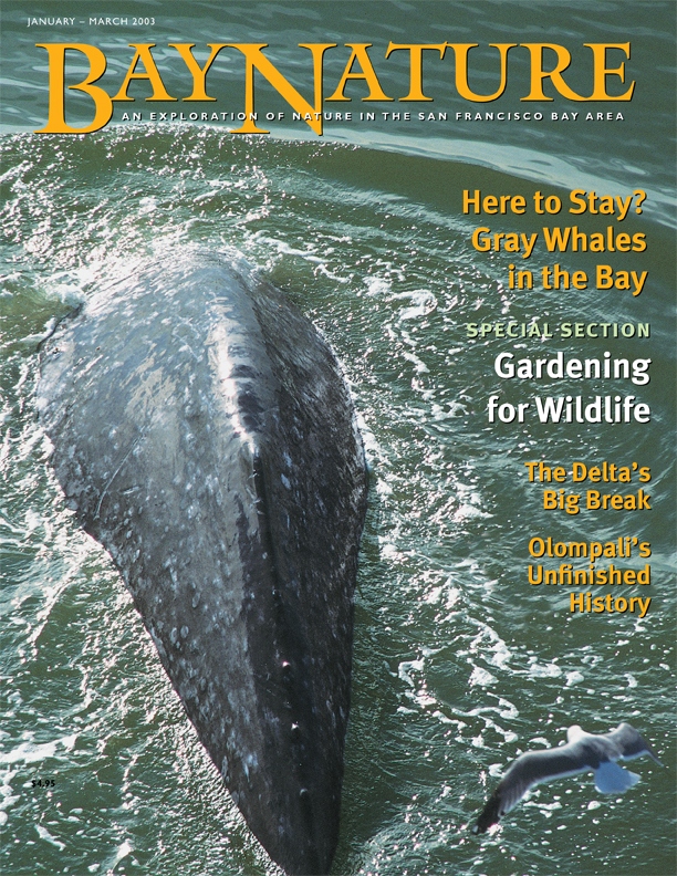 Product Description: Bay Nature Winter 2003