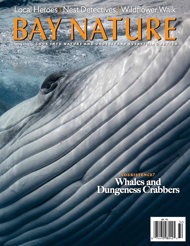 Product Description: In Spring 2023, Bay Nature examines the woes of Dungeness crabbers—California's largest fishery—whose livelihoods are increasingly conflicting with humpback whales. We celebrate our Local Heroes, who are transforming the future for Bay Area nature and communities. We head to a long-delayed new Santa Cruz-area park, where frogs and newts may relearn how to coexist. We hang out with scientific detectives who are analyzing century-old nests for clues to forgotten ecologies, and with a sturgeon surgeon tracking those ancient fishes. We peer into brilliant salt ponds, and into dark nights where bright eyes shine. We immerse ourselves in wildflowers. We walk all the way to Pluto.</br></br>Cover photo by Darren Jew. This white-bellied humpback lives in the South Pacific. The North Pacific populations that travel the coast of California have dark bellies and are rarely photographed underwater because of their protected status.</br> Bay Nature Spring 2023