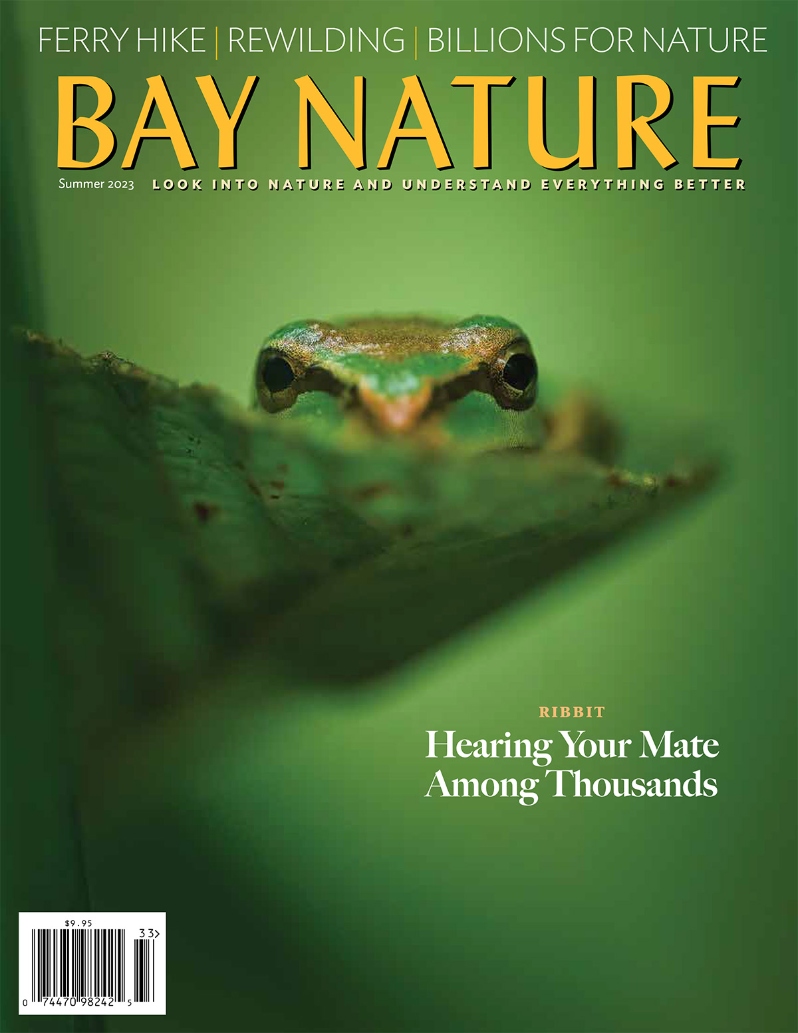 Product Description: This summer, Bay Nature introduces a new ongoing project examining the astonishing amount of federal funding flowing to Bay Area nature from the Inflation Reduction Act and Bipartisan Infrastructure Law. We're calling it Wild Billions. We also listen to the ribbits and krek-krek-kreks of Pacific chorus frogs. We talk with farmers about how groundwater scarcity is reshaping California's Central Valley. We float with the strange babies that become tidepool denizens, and learn why the tarantula hawk wasp is among the world's baddest moms.</br></br>Cover photo by C. Valenzuela.</br> Bay Nature Summer 2023