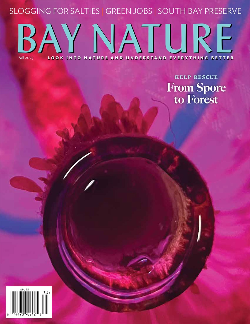 Product Description: Come dive with Bay Nature, this fall, into a new hope for our oceans: lab-grown kelp babies, and a Field of Dreams kelp forest restoration. We head out with a crew of young people in a green-jobs training program. We hunt the gold in them thar hills—matsutake mushrooms—and we examine what the pandemic hath wrought in the field of wildlife photography. We tag along on a hunt for salt marsh harvest mice, our own saltscape survivalists. Plus a special new patch of serpentine, avian migrations, the calling drums of potato bugs, and more.</br></br>Cover by Rachael Karm.</br> Bay Nature Fall 2023