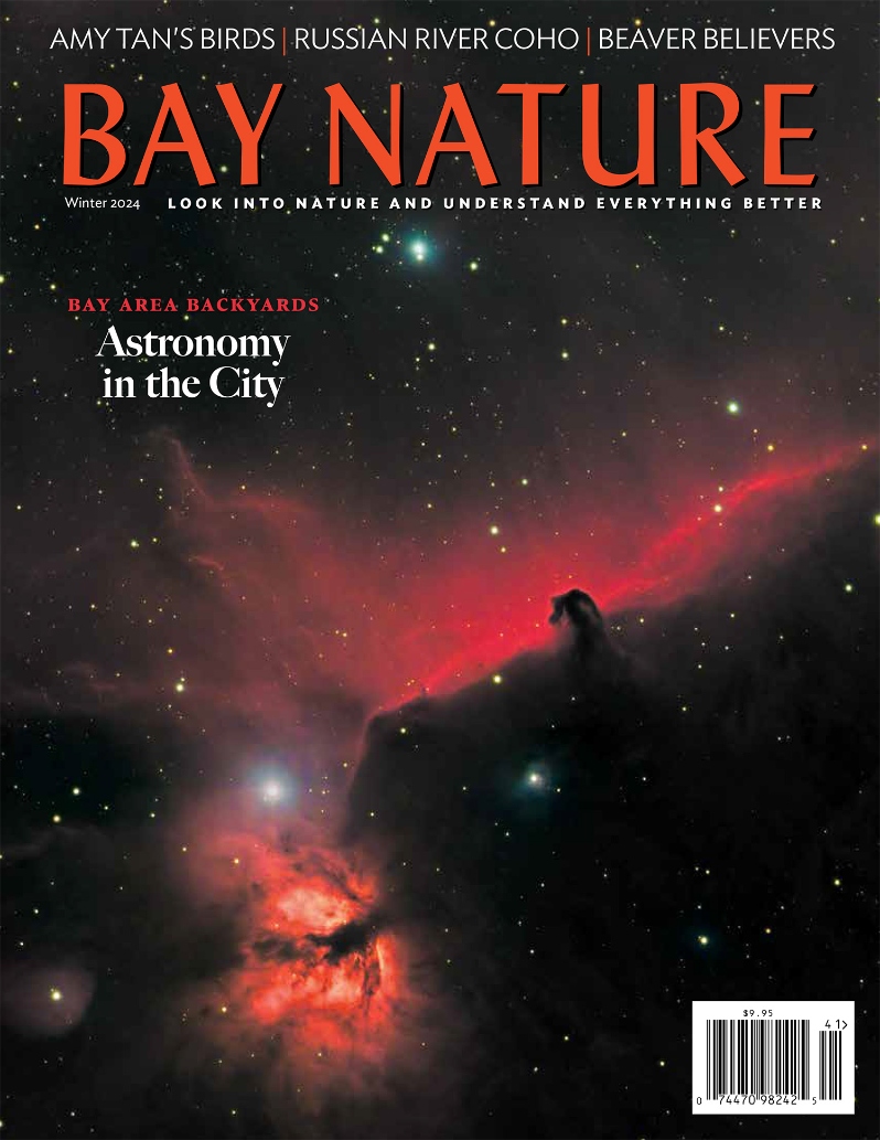 Product Description: Hey—look up! This winter, we bundle up in the cold with amateur astronomers who are creating remarkable images of worlds beyond ours. We tramp around in the Russian River area, where the U.S. government is paying to restore coho salmon habitat, peek into writer Amy Tan’s birdy back yard, and meet some beavers helping to restore California landscapes. Plus a John Muir Laws guide to nature journaling, a new Coyote Hills park that’s for the birds, a hike up Taylor Mountain, and desert as metaphor.</br> Bay Nature Winter 2024