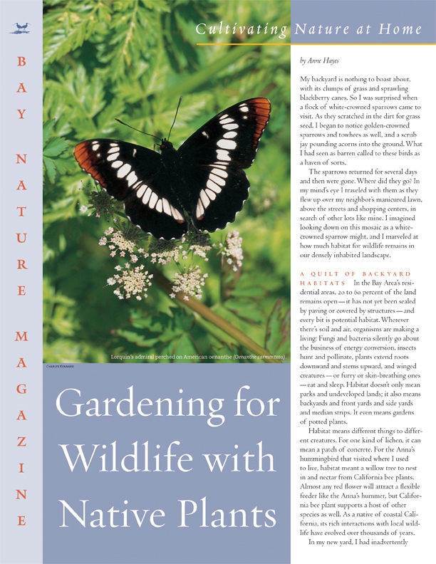 Product Description: Not long ago, the Bay Area was home to wild creatures in numbers beyond reckoning. While we can't undo generations of intensive human settlement, there's a surprising amount of potential habitat for wildlife in the spaces in our own yards. By growing native plants, we can invite the wild back into our daily lives. Bay Nature's most popular supplementincludes:</br></br>How to start your own wildlife habitat garden</br>Versatile native plants for backyard habitat</br>Profiles of habitat gardeners</br>The buzz on native bees and how to attract them</br>A list of native plant gardening resources</br></br>To purchase supplements in bulk, please contact jenny@baynature.orgor call 510-528-8550 x100.</br> Gardening for Wildlife with Native Plants
