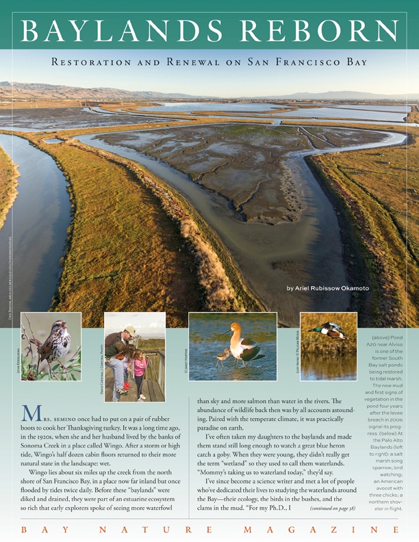 Product Description: Half a century after activists stopped the filling of San Francisco Bay, the region is in the midst of an ambitious effort to restore some 100,000 acres of former Bay wetlands, the largest such undertaking on the West Coast. What have we learned so far about the art and science of restoration? And what challenges lie ahead, given the dual threats of rising seas and shrinking budgets?</br></br>To purchase supplements in bulk, please contactjenny@baynature.orgor call 510-528-8550 x100.</br> Baylands Reborn
